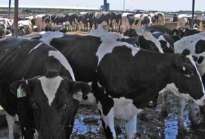Aurora cows 'enjoying' access to pasture